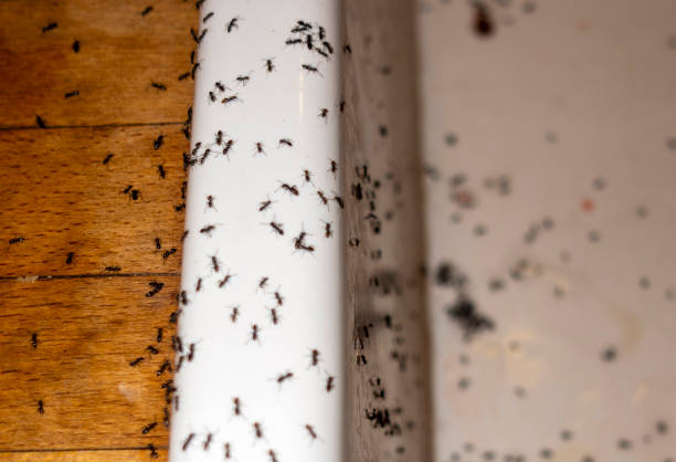 Best Pest Prevention Services  in Glendale, OH
